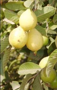  Produce Michoacán el 60 por ciento de la Guayaba del País
